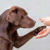 Hallan un gen común entre perros y humanos que predispone a la obesidad