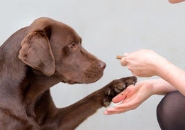 Hallan un gen común entre perros y humanos que predispone a la obesidad