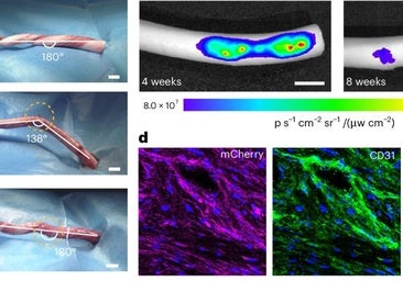 La erección de penes porcinos fue inducida por estimulación eléctrica de los nervios. Dos semanas después de la implantación, el modelo implantado permitió la recuperación de una forma normal del pene en cerdos con defectos del cuerpo cavernoso durante la erección.