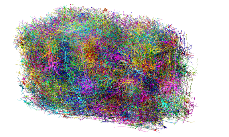 El mapa de un milímetro cúbico de cerebro abre la puerta al tratamiento del alzhéimer, autismo o el párkinson
