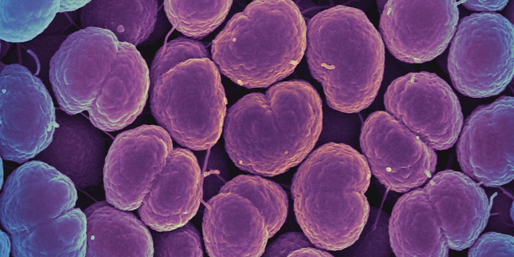 20年以上ぶりにgo病に対する最初の効果的な抗生物質