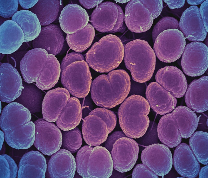 Bacteria de la gonorrea