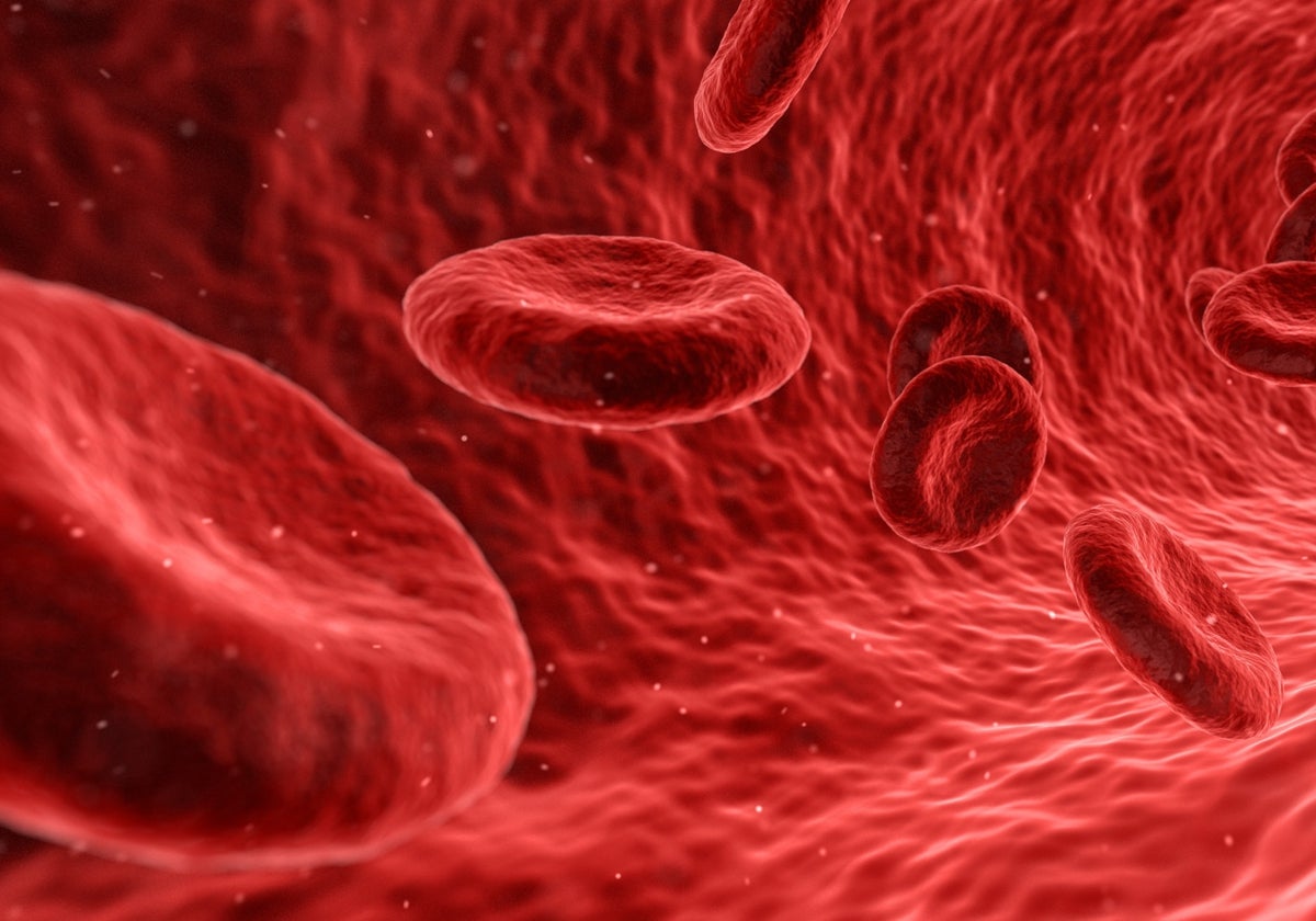 Células de la sangre