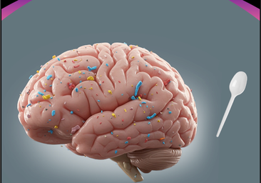 El cerebro humano contiene casi «una cucharada» de microplásticos