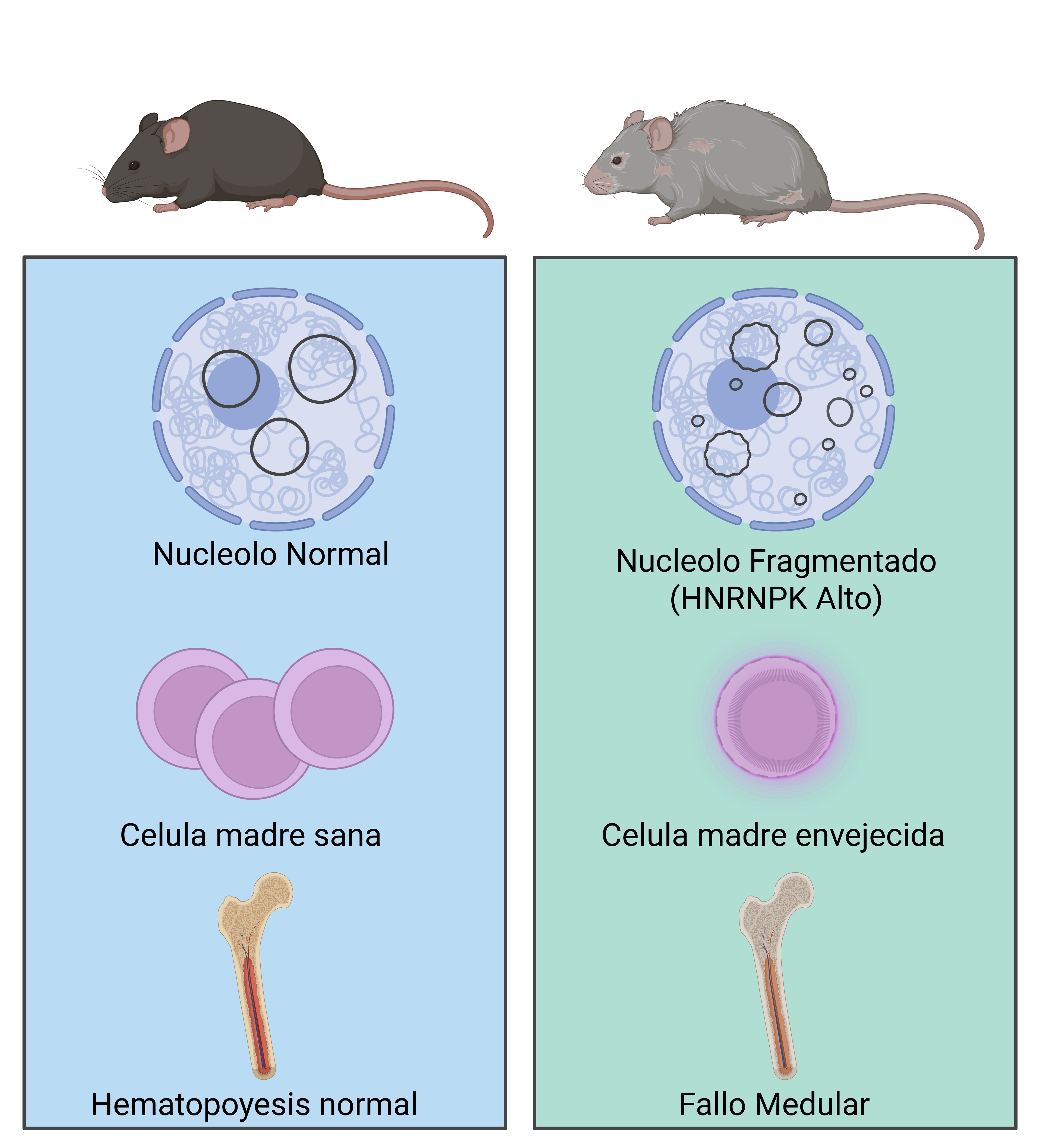 Gráfico explicativo del hallazgo