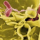 Bacterias intestinales
