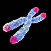 Imagen de un cromosoma con los telómeros de color rosa