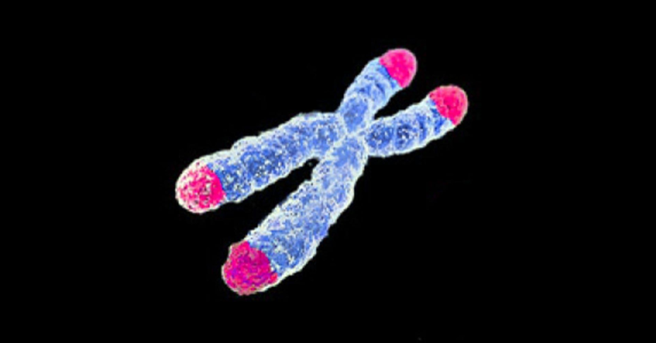 Imagen de un cromosoma con los telómeros de color rosa
