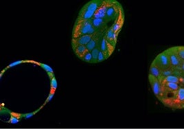 Científicos consiguen corregir mutaciones dañinas en el ADN mitocondrial con edición genética