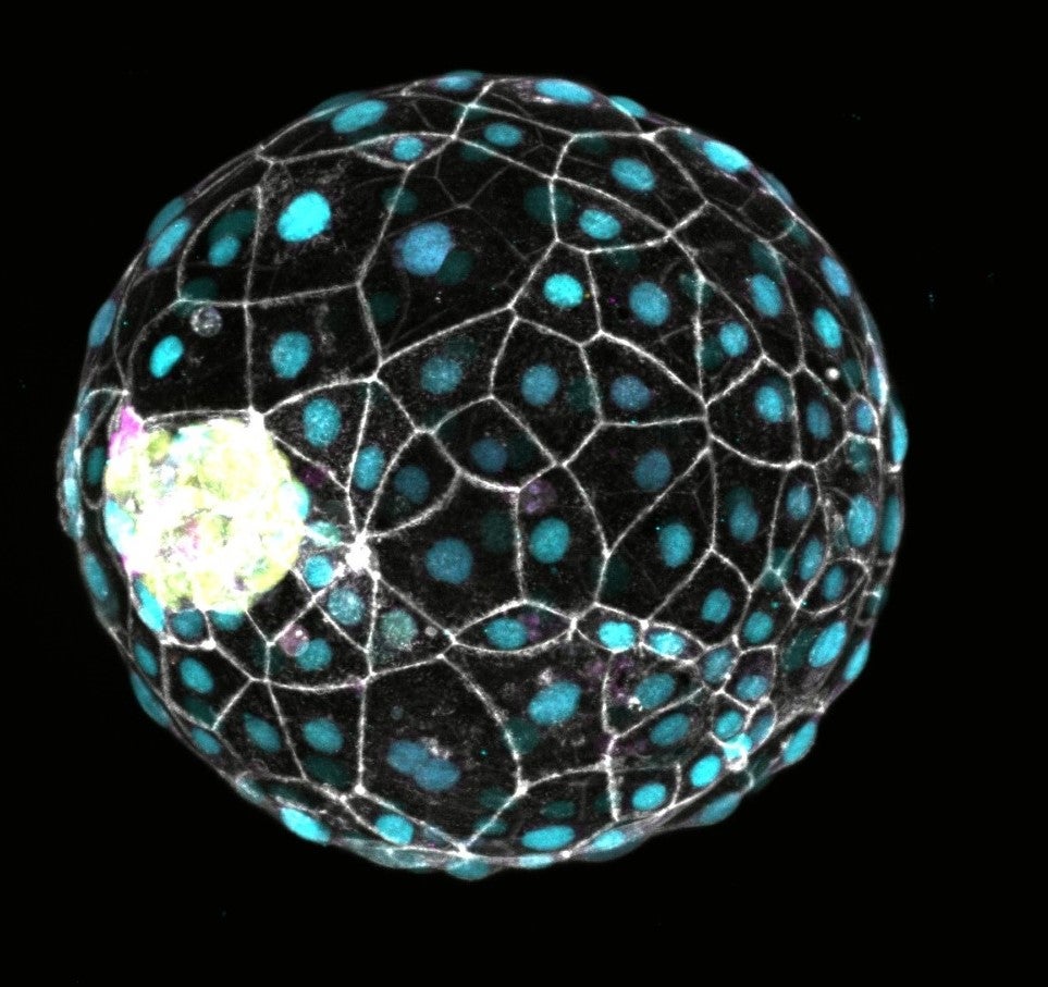 Célula reproductiva