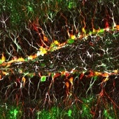 Neurogénesis o formación de nuevas neuronas
