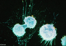 Células de cáncer de ovario en división