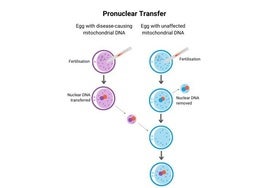Hito en la medicina reproductiva: una técnica pionera que reduce el riesgo de enfermedades mitocondriales con el ADN de tres progenitores