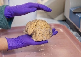 Cerebro de un SuperAbuelo