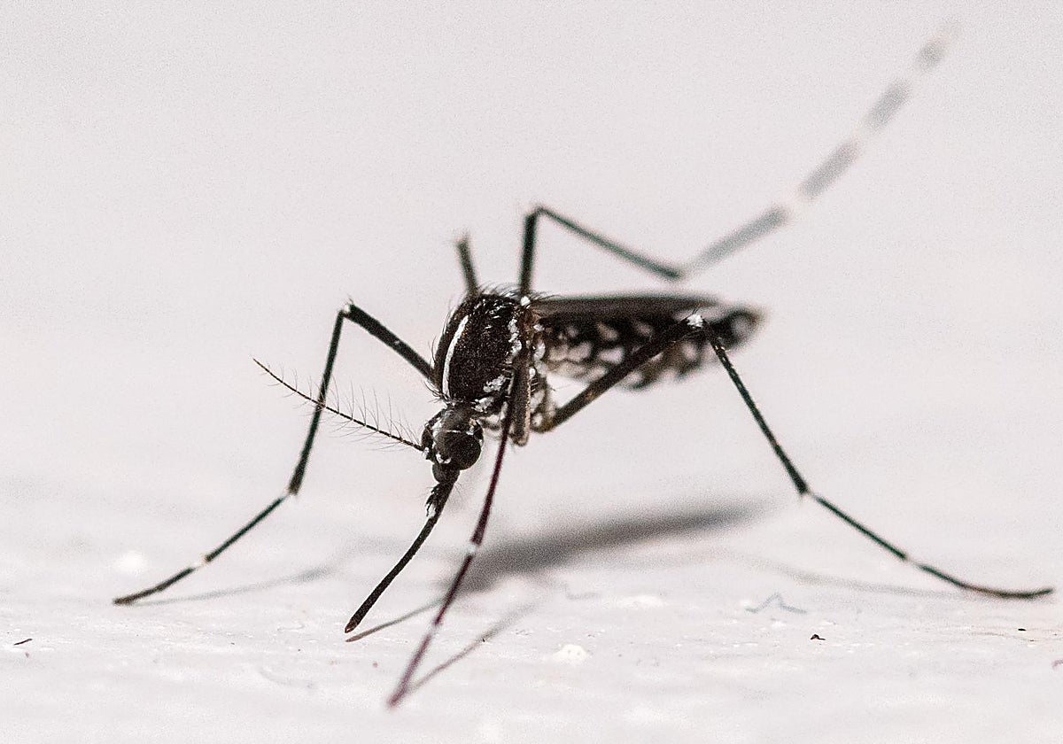 El mosquito tigre (Aedes albopictus) se ha establecido en 16 países y 369 regiones europeas