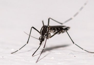 Mosquitos transmisores del virus del Nilo en Extremadura
