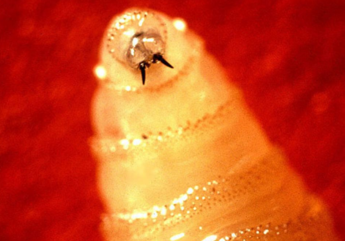 Gusano barrenador del Nuevo Mundo (Cochliomyia hominivorax)