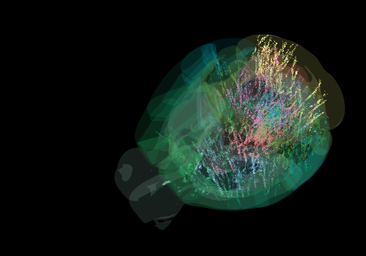 El primer mapa global de la actividad cerebral desafía la visión tradicional del cerebro