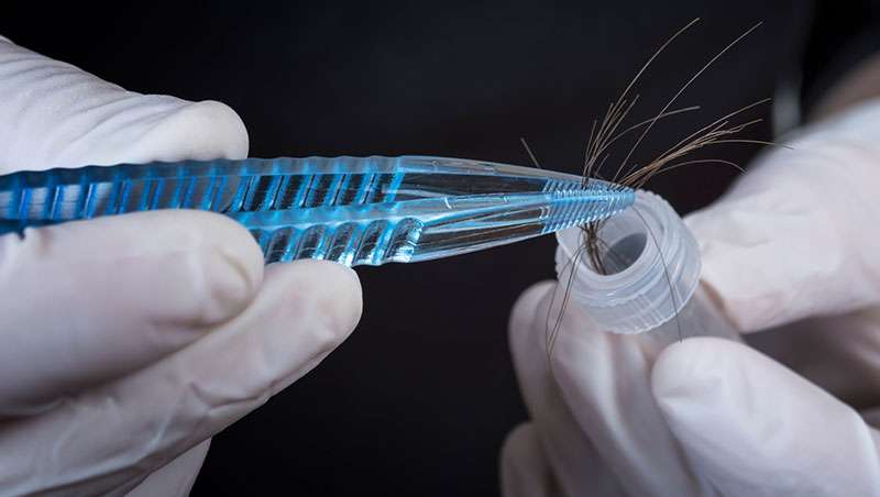 Análisis de un pelo en un laboratorio