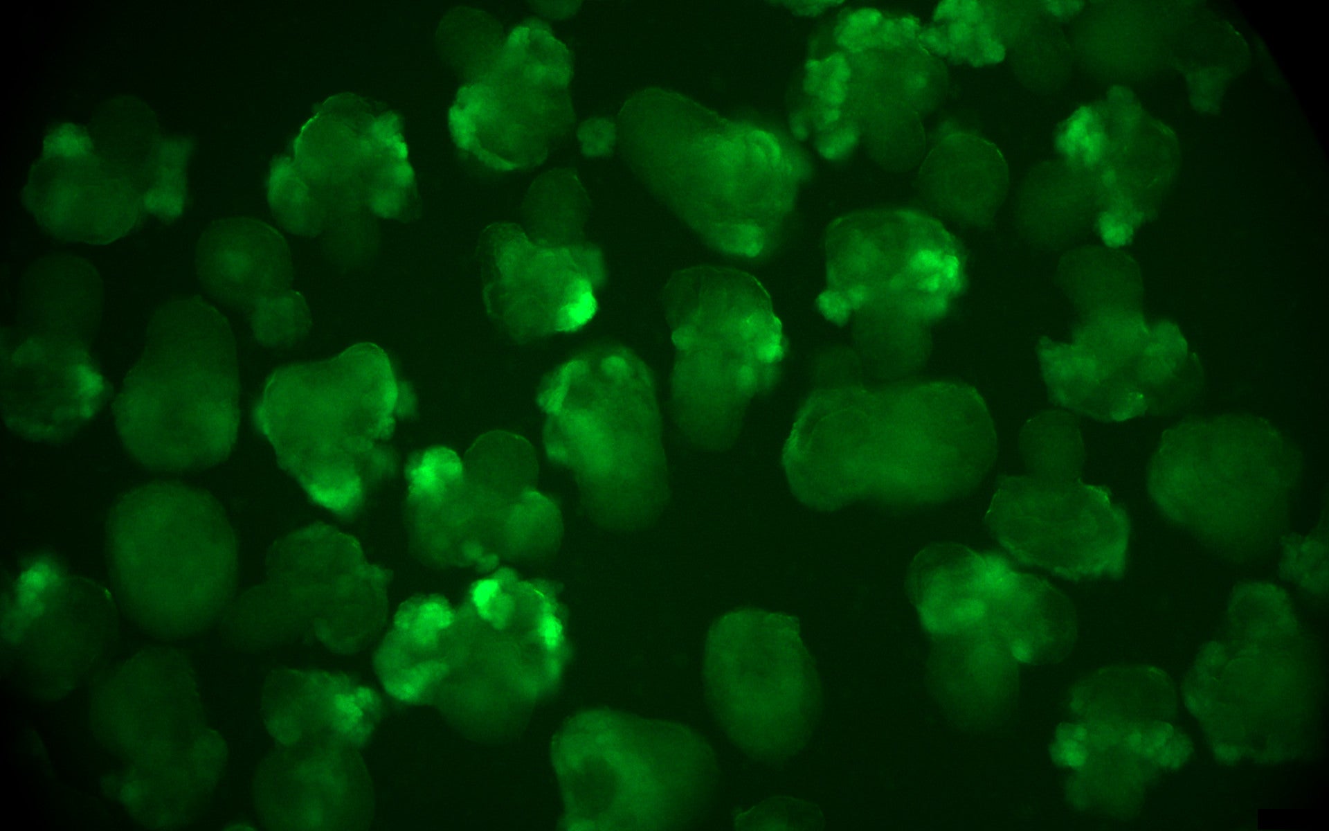 Imagen secundaria 2 - De izquierda a derecha: Elena Garreta Bahima, Daniel Moya Rull, Alberto Centeno Cortés y Núria Montserrat Pulido.Arriba, las imágenes muestran los organoides renales humanos, obtenidos a partir de células madre humanas, preparados para ser perfusionados dentro del riñón porcino.