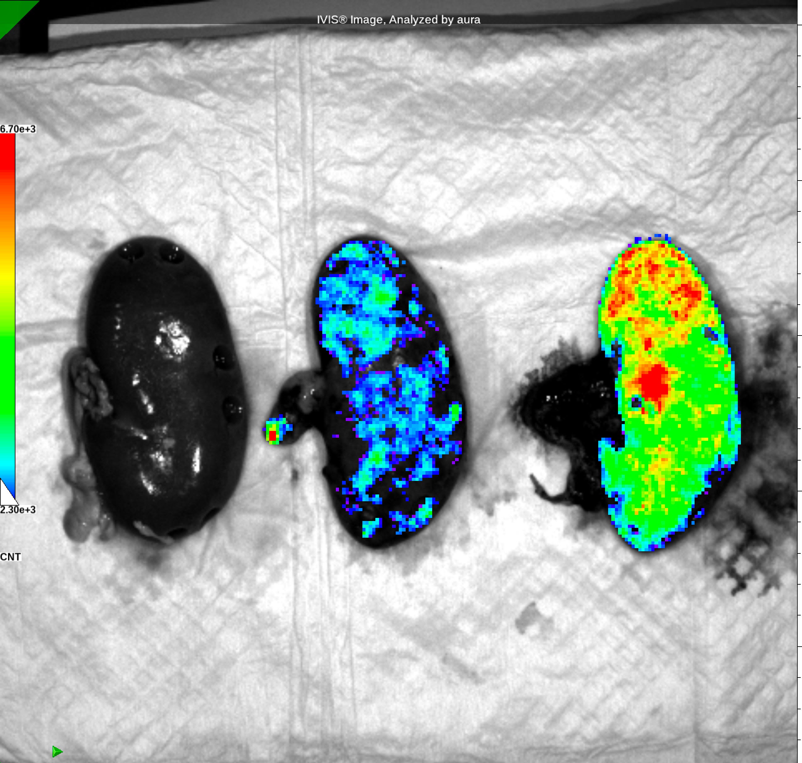 Imagen principal - De izquierda a derecha: Elena Garreta Bahima, Daniel Moya Rull, Alberto Centeno Cortés y Núria Montserrat Pulido.Arriba, las imágenes muestran los organoides renales humanos, obtenidos a partir de células madre humanas, preparados para ser perfusionados dentro del riñón porcino.