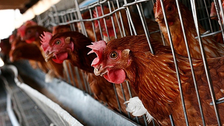 La resistencia del virus de gripe aviar a la fiebre los convierte en una posible amenaza para los humanos
