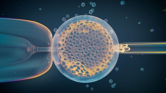 Identificadas variantes genéticas que explican por qué el 15% de los embarazos terminan en abortos espontáneos