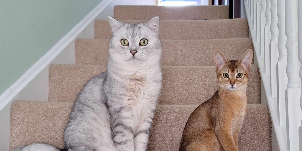 Un gato doméstico podría ser la clave para comprender el cáncer de mama