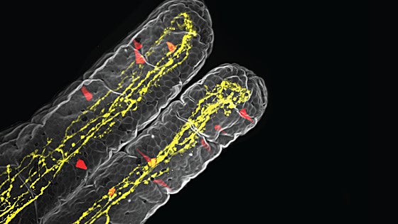 Por qué se nos cierra el estómago al enfermar: hallan el «interruptor» que conecta el intestino con el cerebro