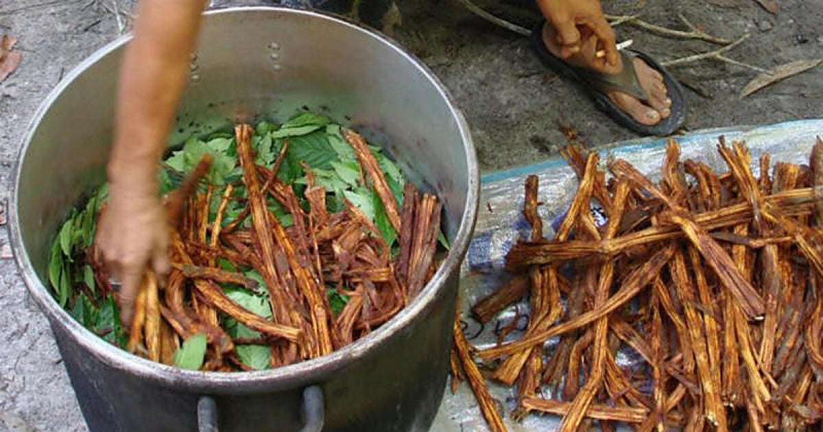De la selva amazónica al laboratorio: el potencial de la ayahuasca contra el párkinson