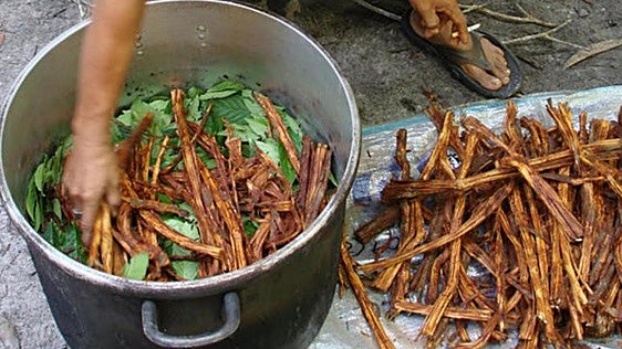 De la selva amazónica al laboratorio: el potencial de la ayahuasca contra el párkinson