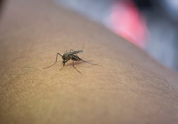 Un nuevo fármaco experimental fulmina el parásito de la malaria en menos de dos horas