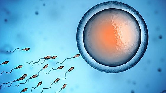 Un gel a domicilio para activar a los espermatozoides lentos