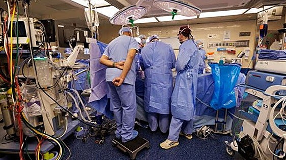 Un hombre vive un récord de 271 días con un riñón de cerdo modificado genéticamente