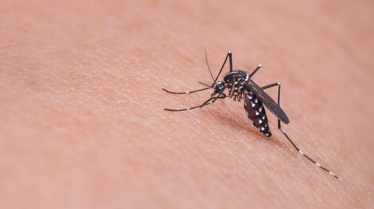 Estos son los alimentos capaces de ahuyentar a los mosquitos de tu casa