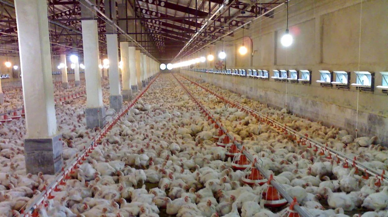 Sanidad cierra una fábrica de pollos en Alcalá del Río por presentar riesgos para la salud