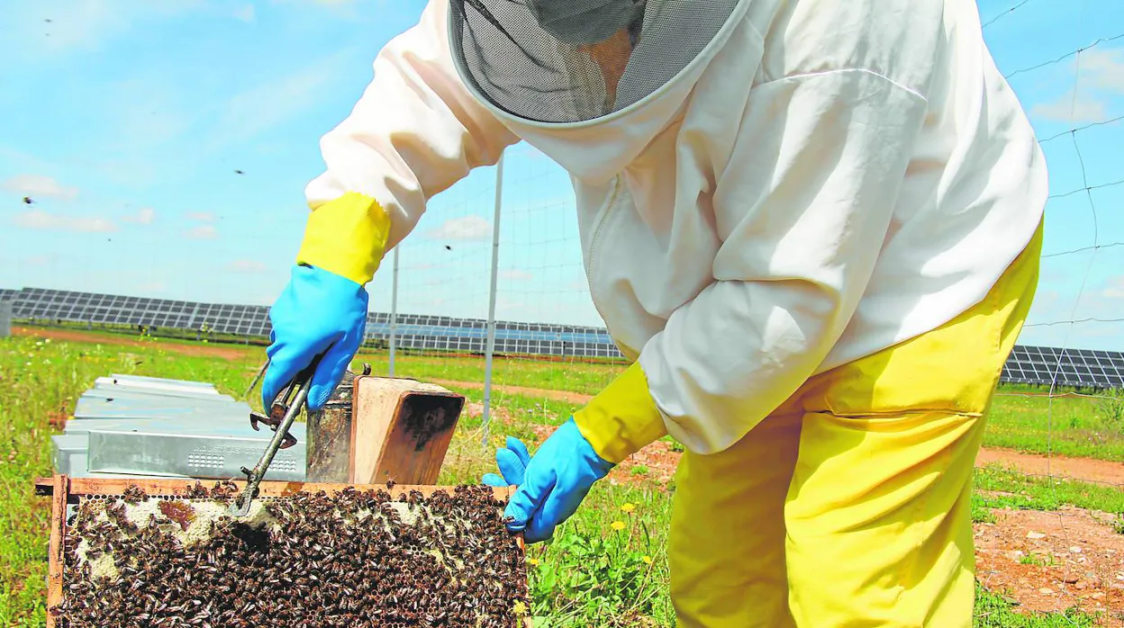 Un apicultor de Lora del Río contra el cambio climático