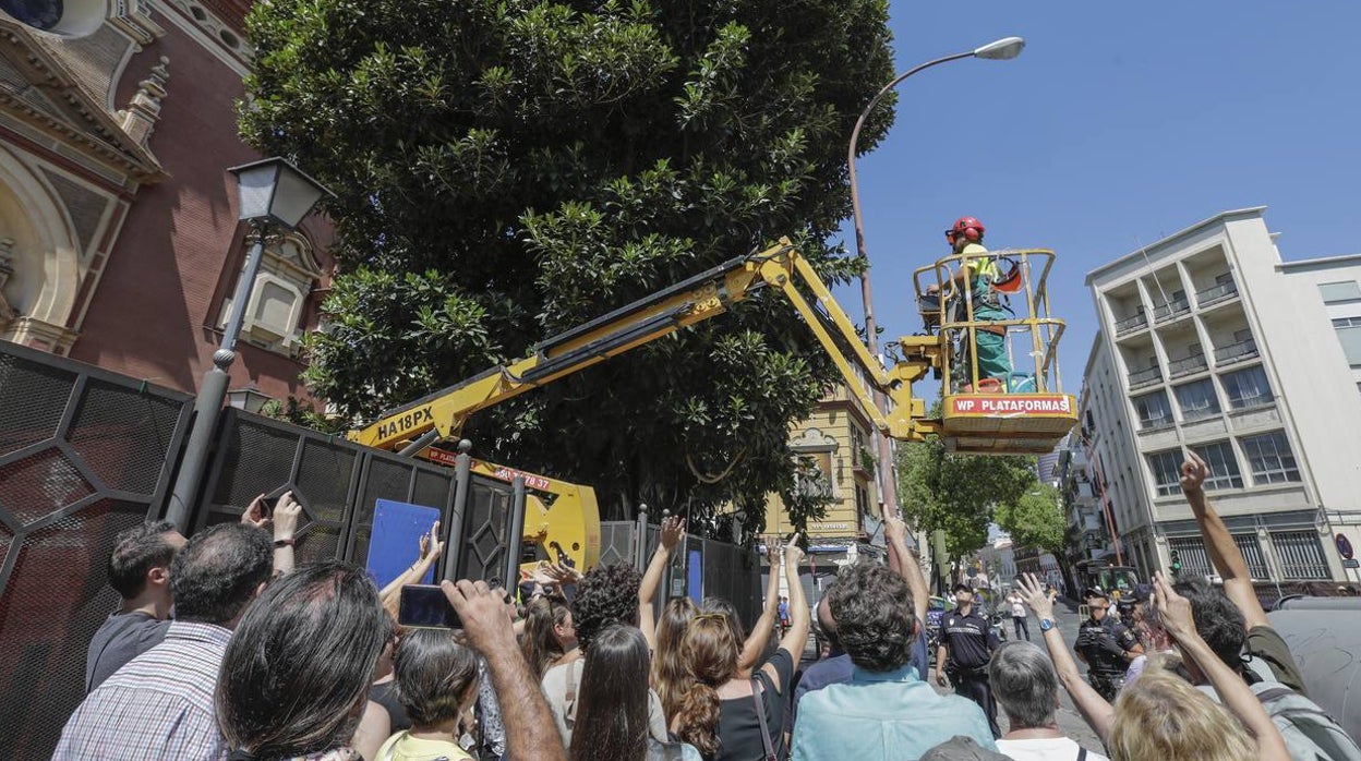 Comienzan las tareas previas a la tala del ficus de San Jacinto