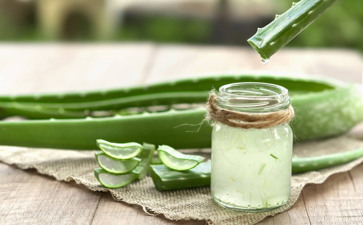 plantana aloe vera Aloe Vera - Medicinal Aloe Plant