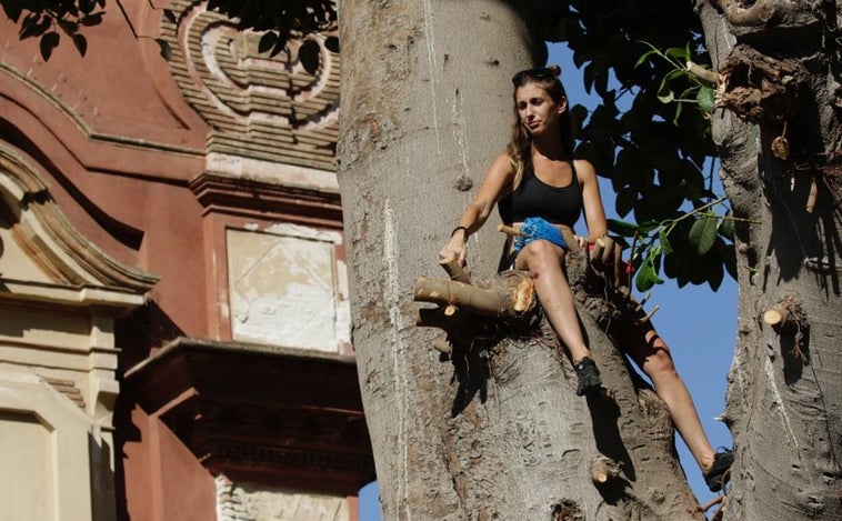 Continúa la tala del ficus de San Jacinto tras bajar los bomberos a los tres activistas