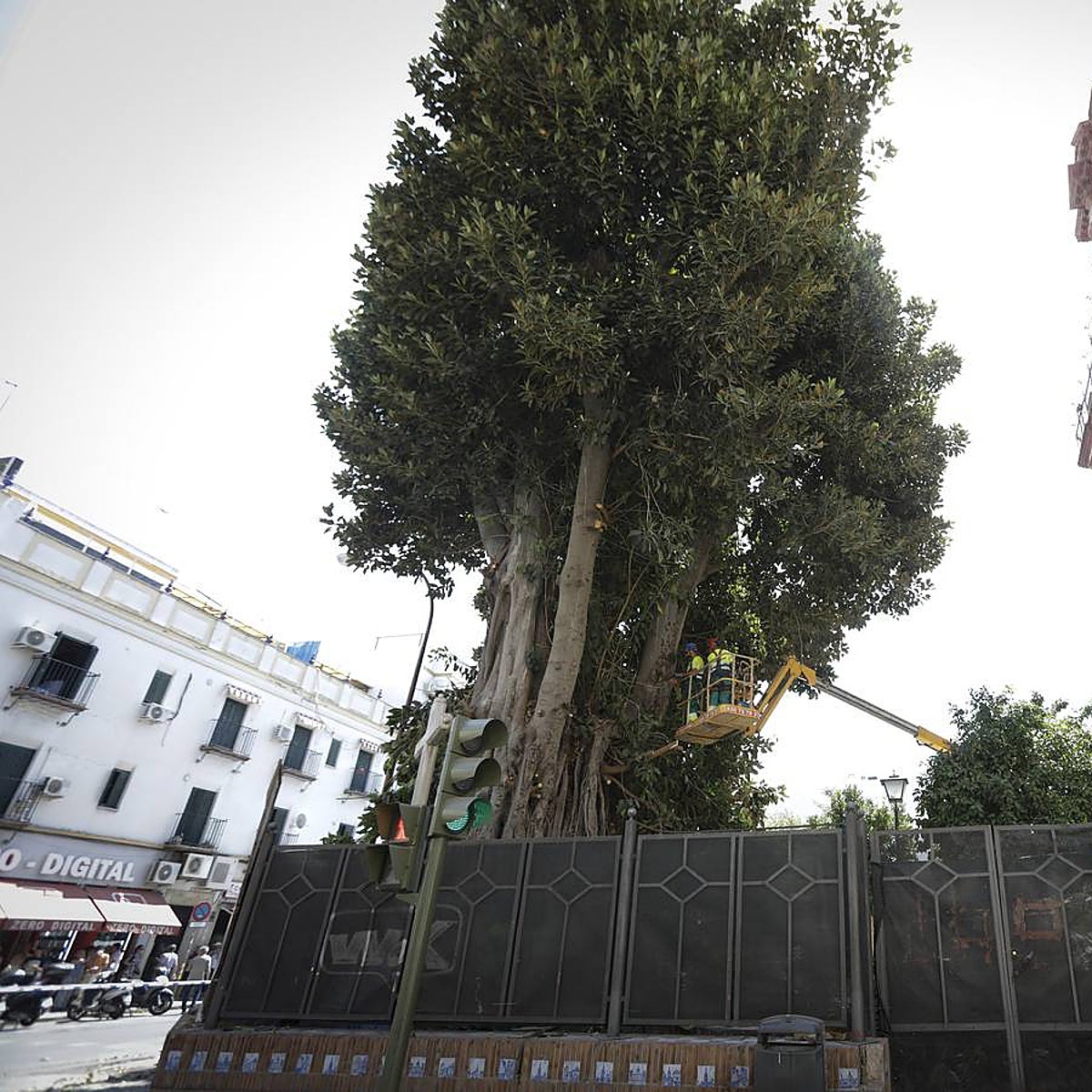 Las razones de la parroquia de San Jacinto para talar el ficus