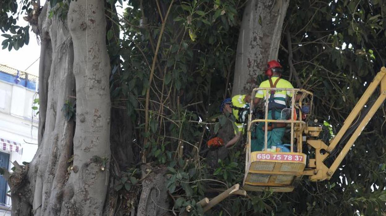 Una treintena de entidades de Sevilla «comparten» la decisión de talar el ficus por los «riesgos que entraña»