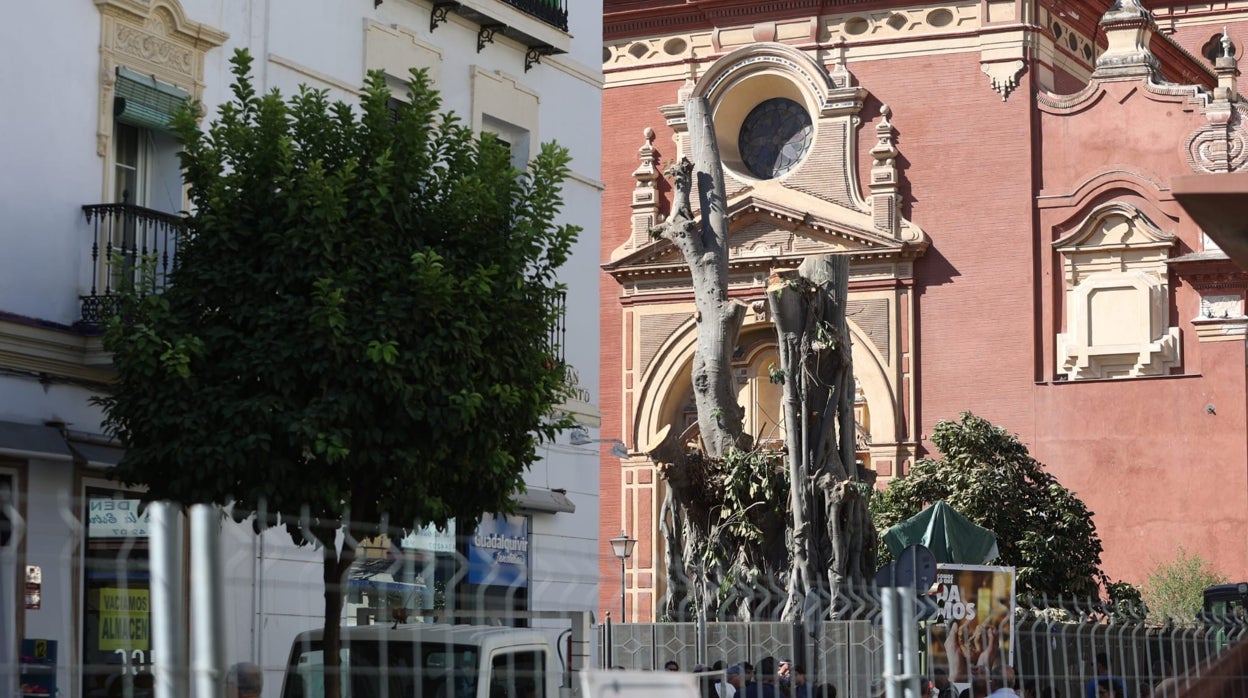 El Ayuntamiento de Sevilla notifica a la iglesia de San Jacinto la suspensión cautelar de la licencia de apeo del ficus