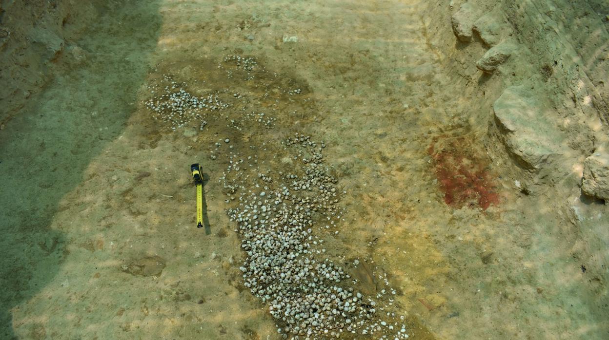 Localizan en una excavación en Carmona un «singular vertido» de conchas de caracoles de la época romana