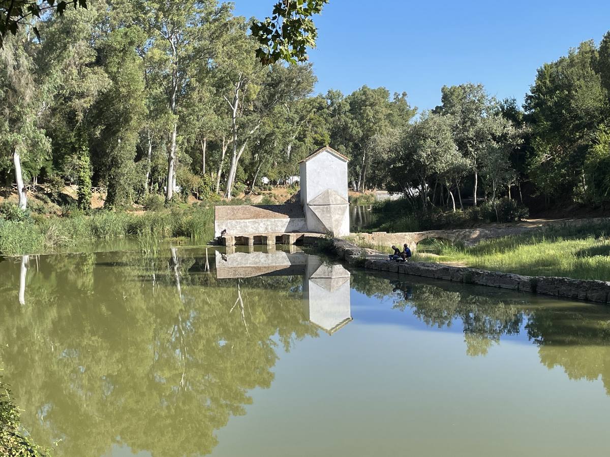 Vista de cómo las micro plantas acuáticas han teñido de verde el río Guadaíra