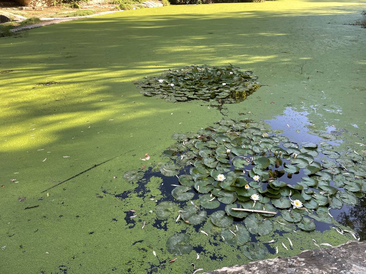 Vista de cómo las micro plantas acuáticas han teñido de verde el río Guadaíra