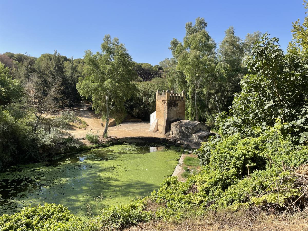 Vista de cómo las micro plantas acuáticas han teñido de verde el río Guadaíra