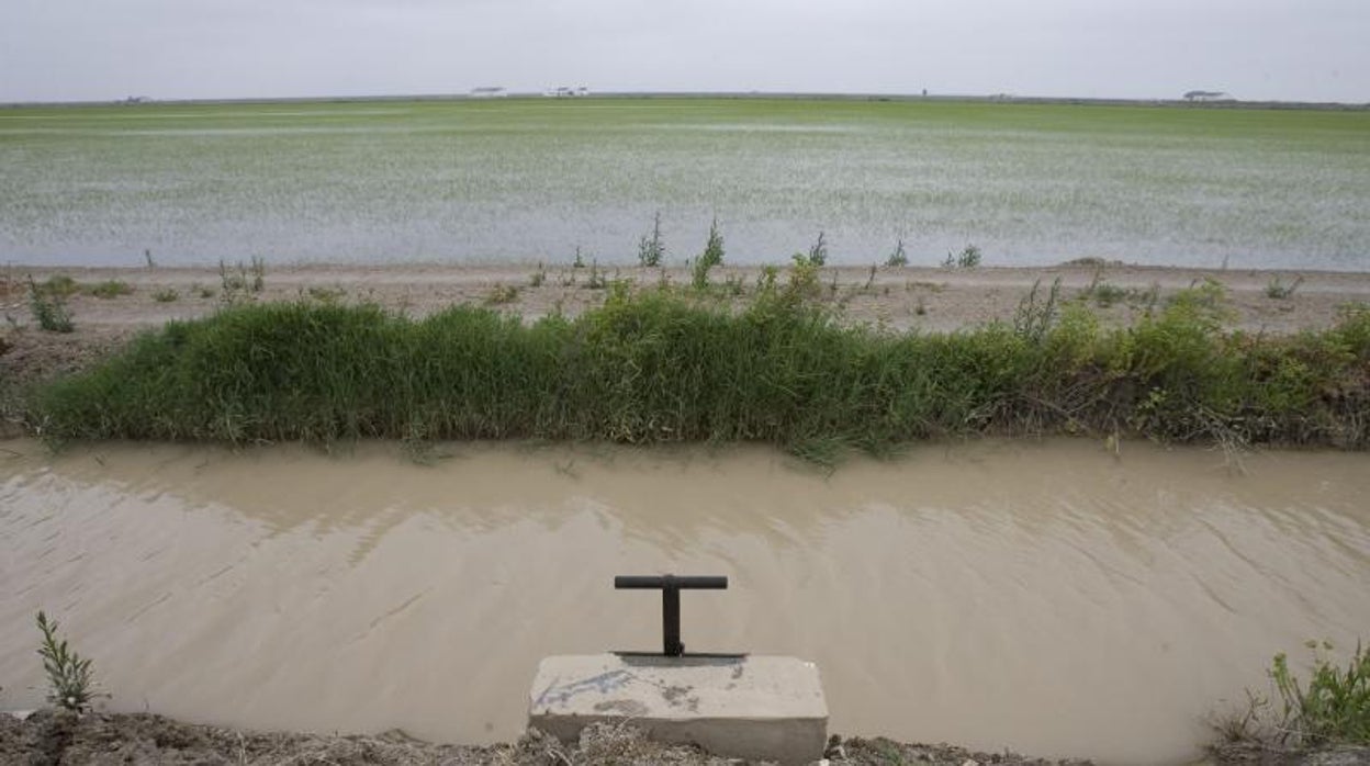 El TSJA confirma una multa al Ayuntamiento de La Puebla del Río por los riegos de un cultivo de arroz