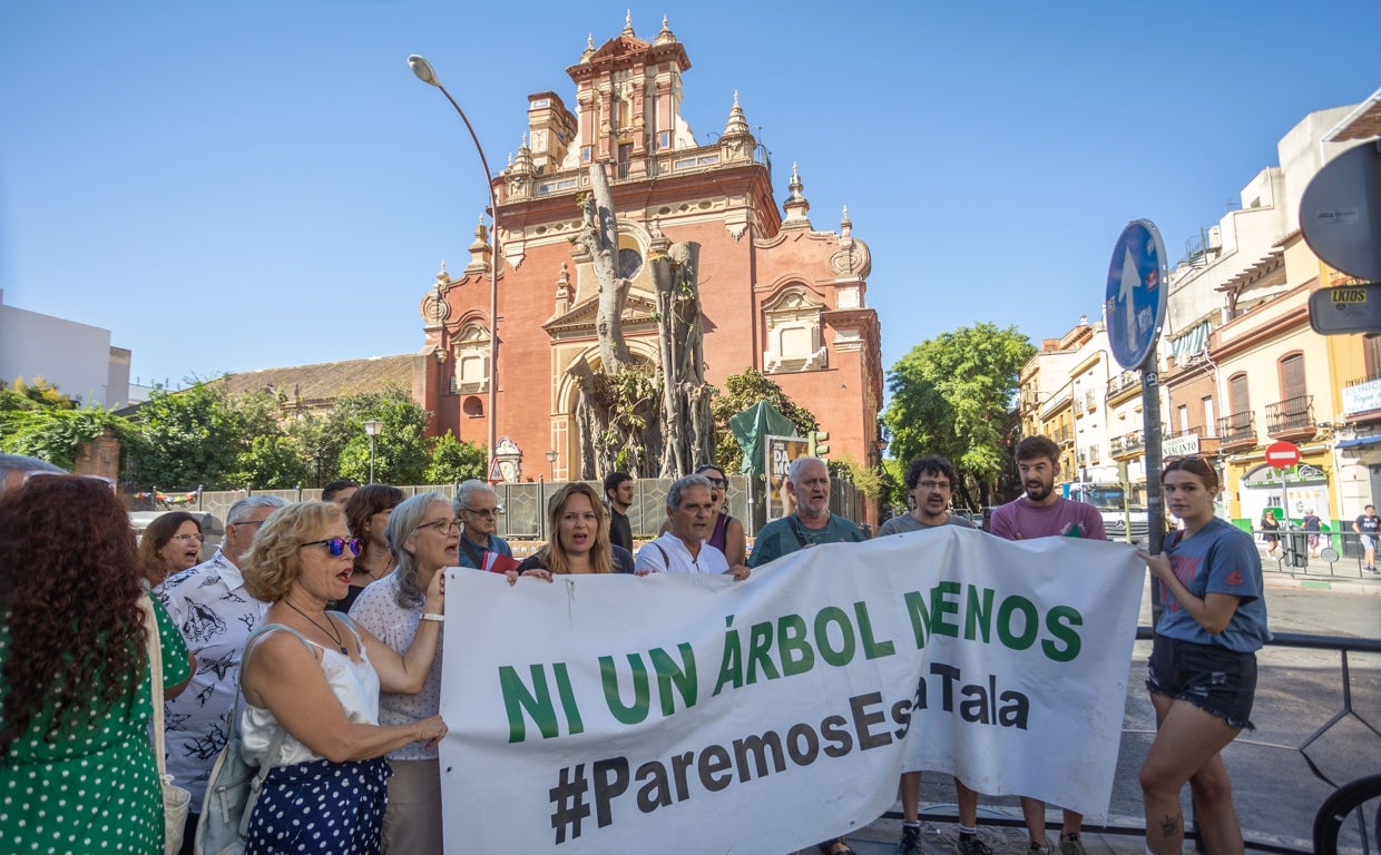 El juzgado confirma la paralización de la tala del ficus de San Jacinto