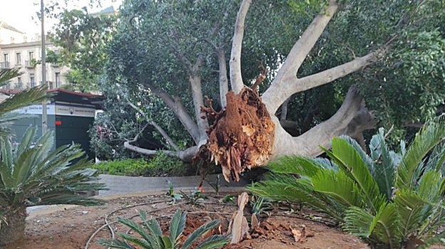 Caída del ficus de la plaza de la Encarnación el pasado mes de mayo